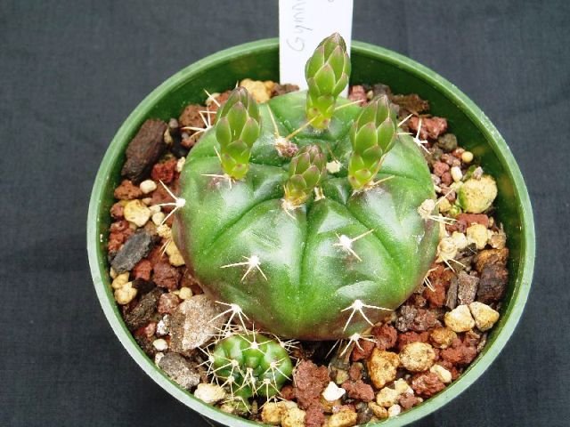 Gymnocalycium_damsii